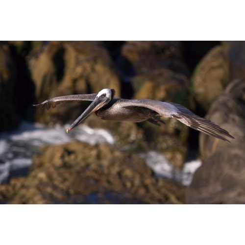 CA, La Jolla A Pelican Flying over the Coast